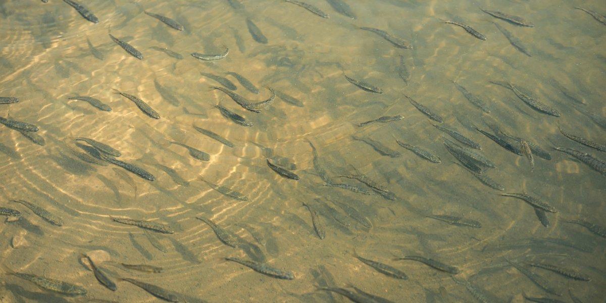 Бычки в Азовском море